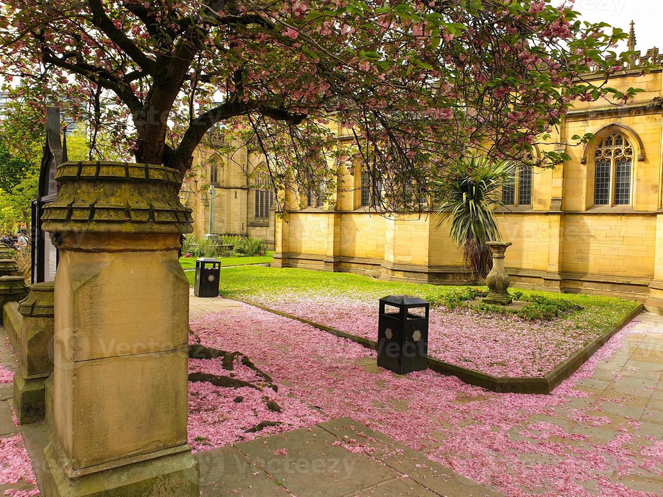 Pink cherry blossom petals covering the ground at Manchester Cathedral photo