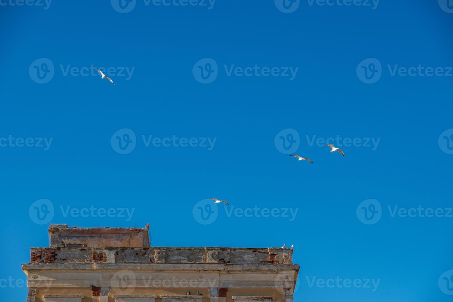 Gaviotas y palomas en Egina, Grecia foto