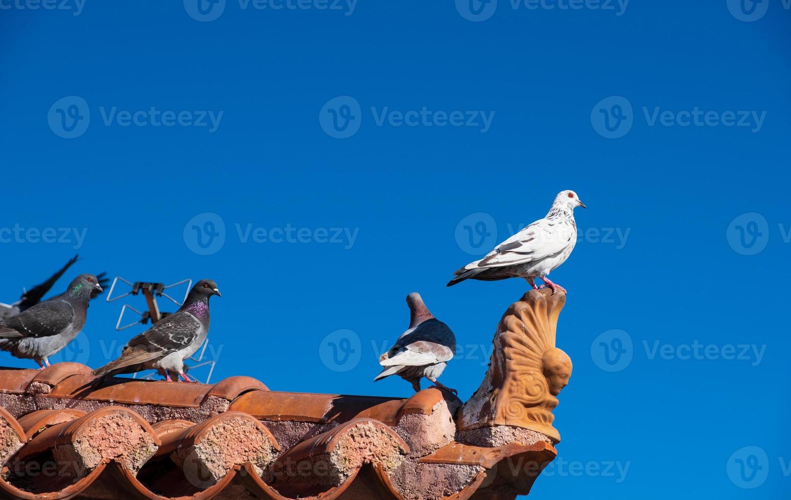 Feral pigeons in Aegina, Greece photo