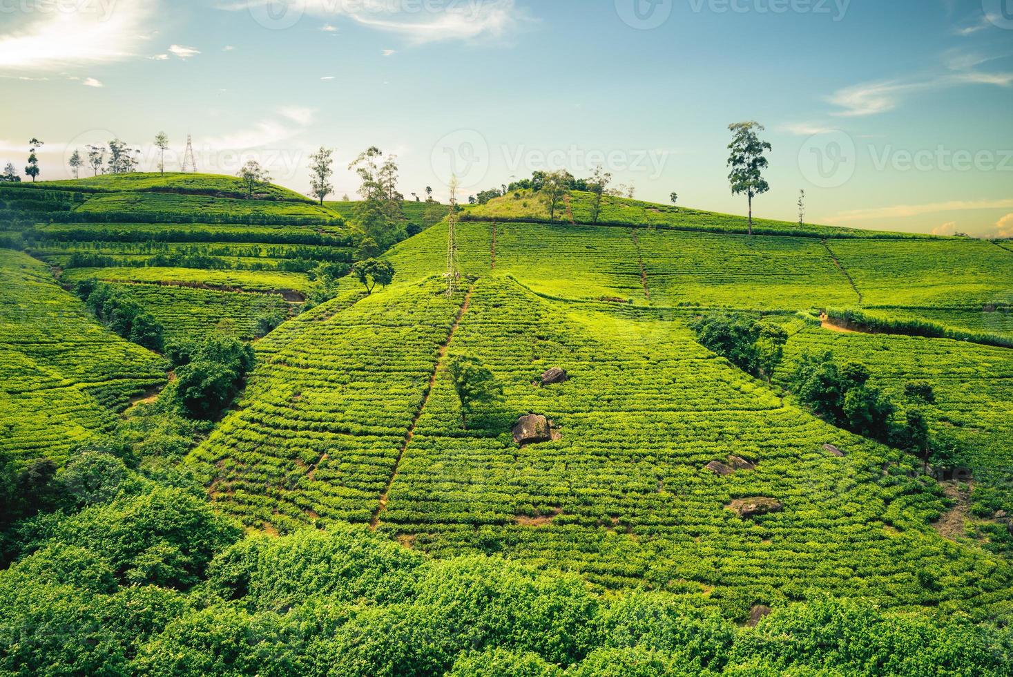 Scenery of a tea farm in Haputale, Hill Country, Sri Lanka photo