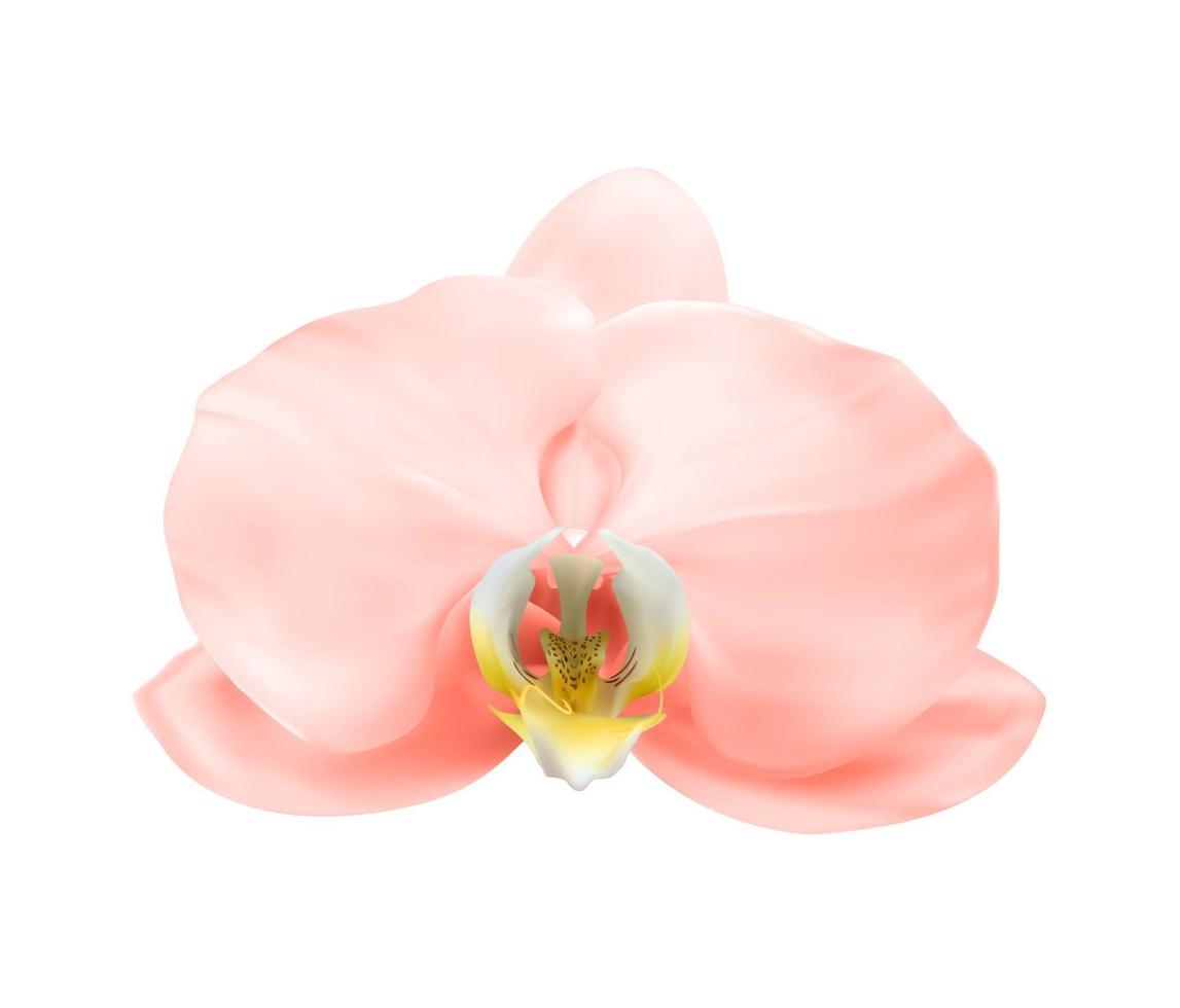 Realistic 3d pink orchid flower isolated on white. Vector Illustration