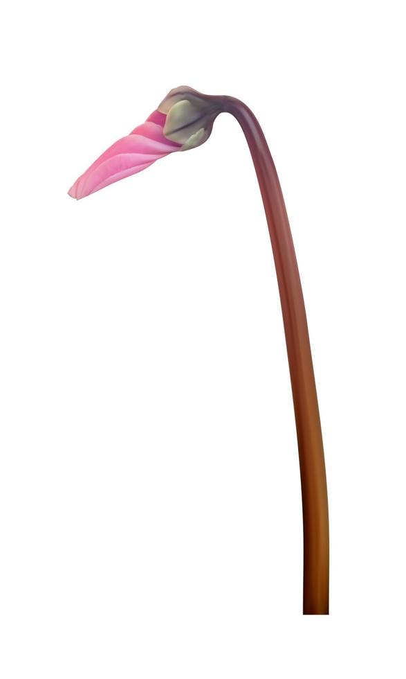 Realistic Natural Cyclamen Flower Isolated on White Background. Vector Illustration