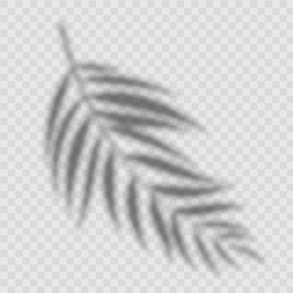 sombra de hojas de palma abstracta realista aislado vector