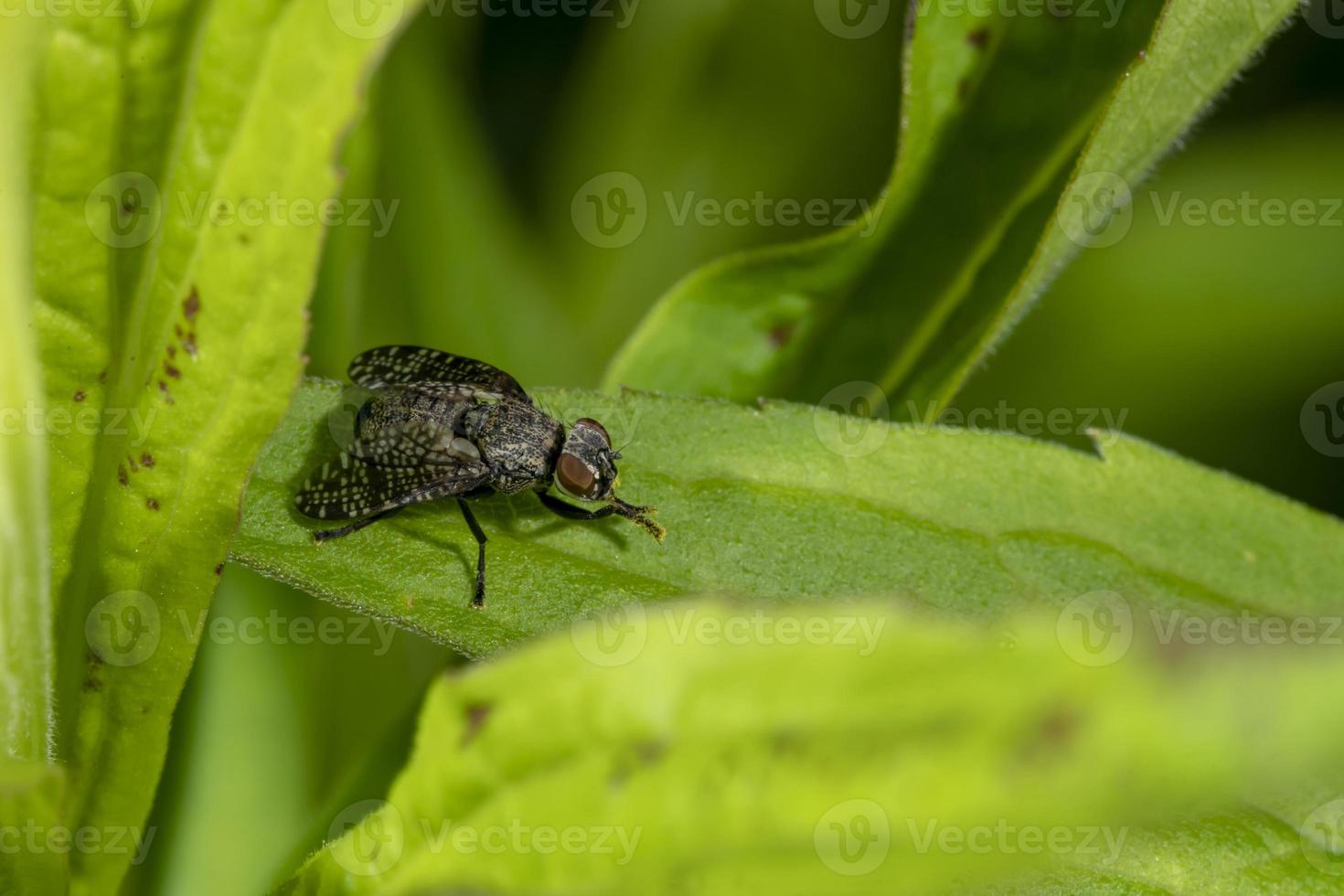 Detail of a blowfly sitting on a leaf against a green background photo