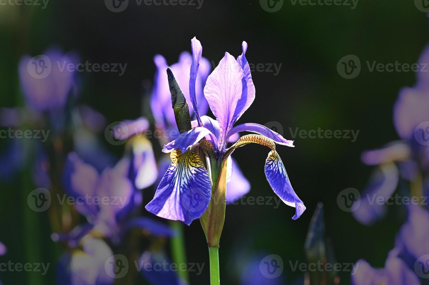 iris azul brillante foto