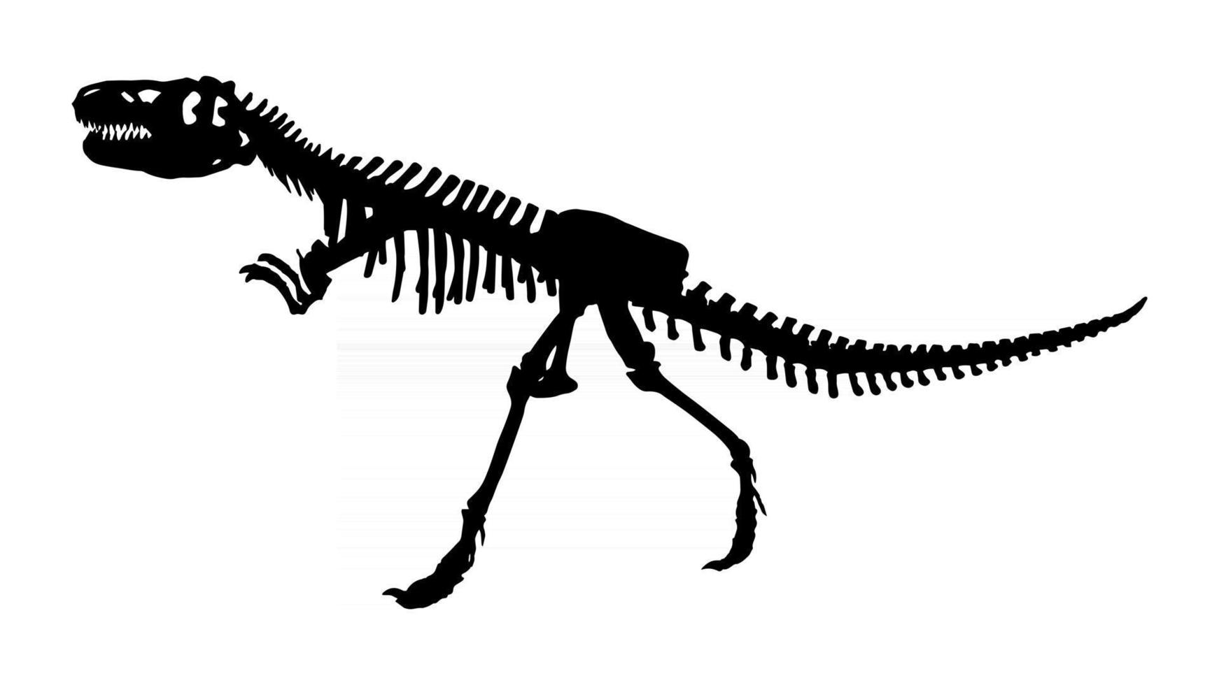 Skeleton of Siamotyrannus isanensis. Family of Tyrannosauridae on isolated background vector