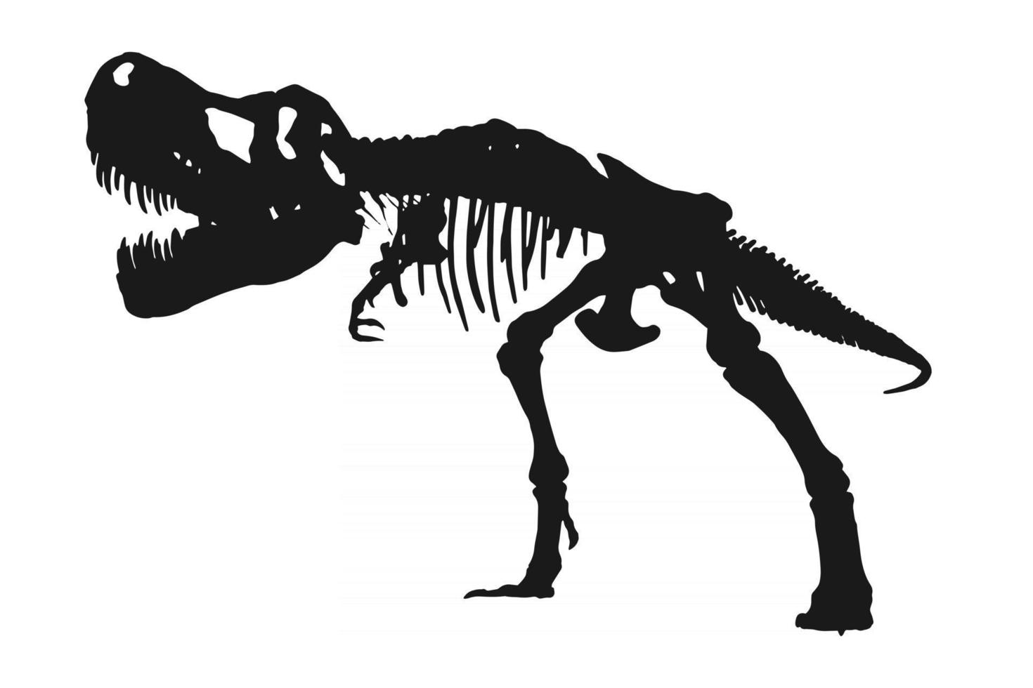 Tyrannosaurus rex esqueleto silueta sobre fondo blanco aislado. vector