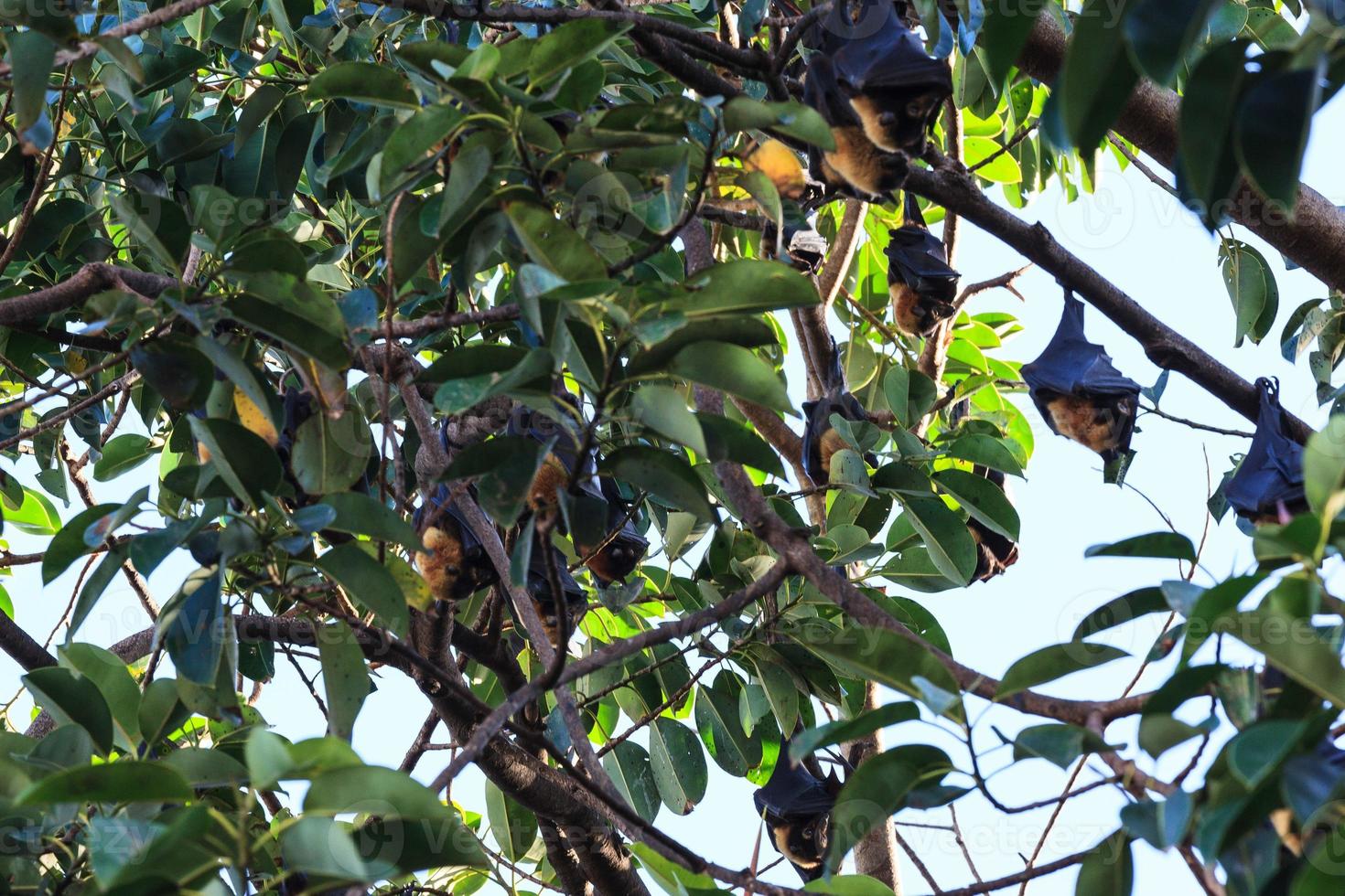 Spectacled Flying Fox Pteropus conspicillatus Cairns Queensland Australia photo