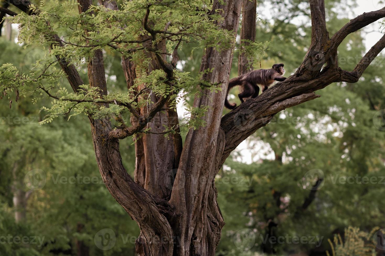 Monkey on the tree. Monkey in his natural environment. photo