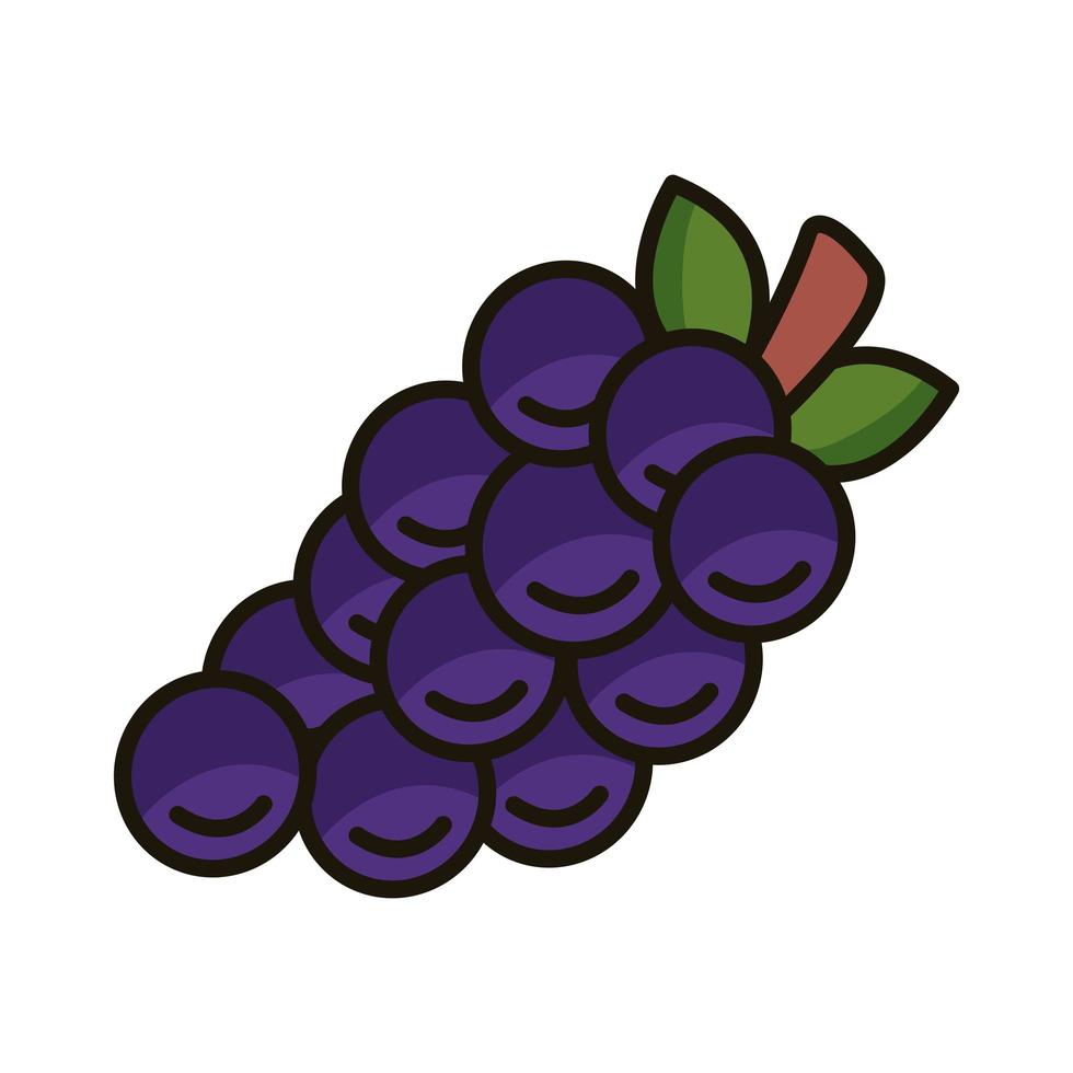 sweet grapes fruits and leafs line and fill style vector