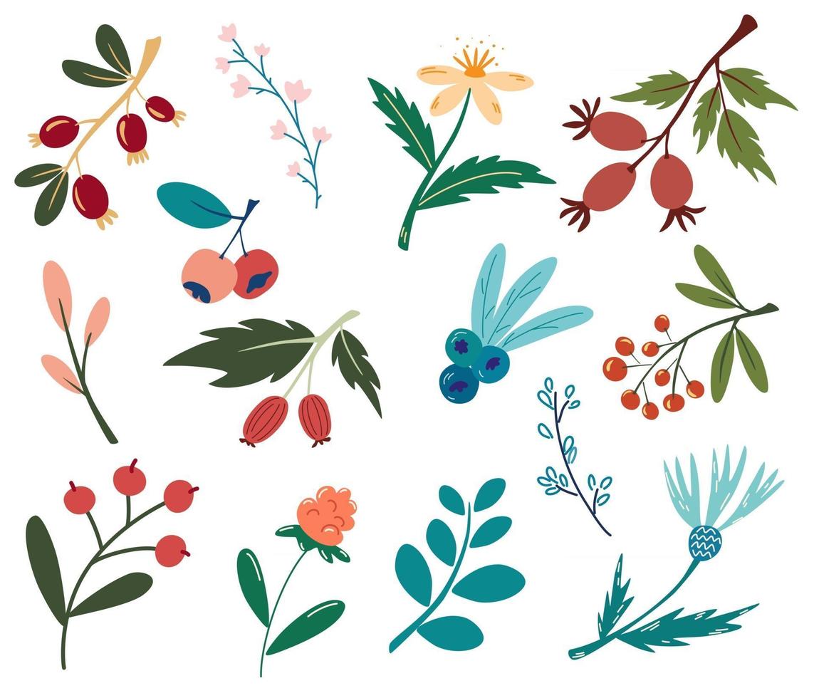 conjunto de bayas y flores. plantas forestales, bayas, flores. vegano, granja, desintoxicación, concepto de comida natural. bayas y flores silvestres. elementos decorativos de diseño. ilustración vectorial en estilo de dibujos animados vector