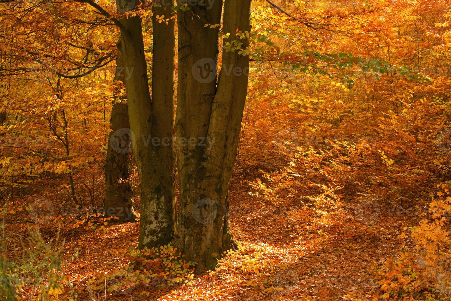 Forest at autumn, in orange and yellow colors. photo