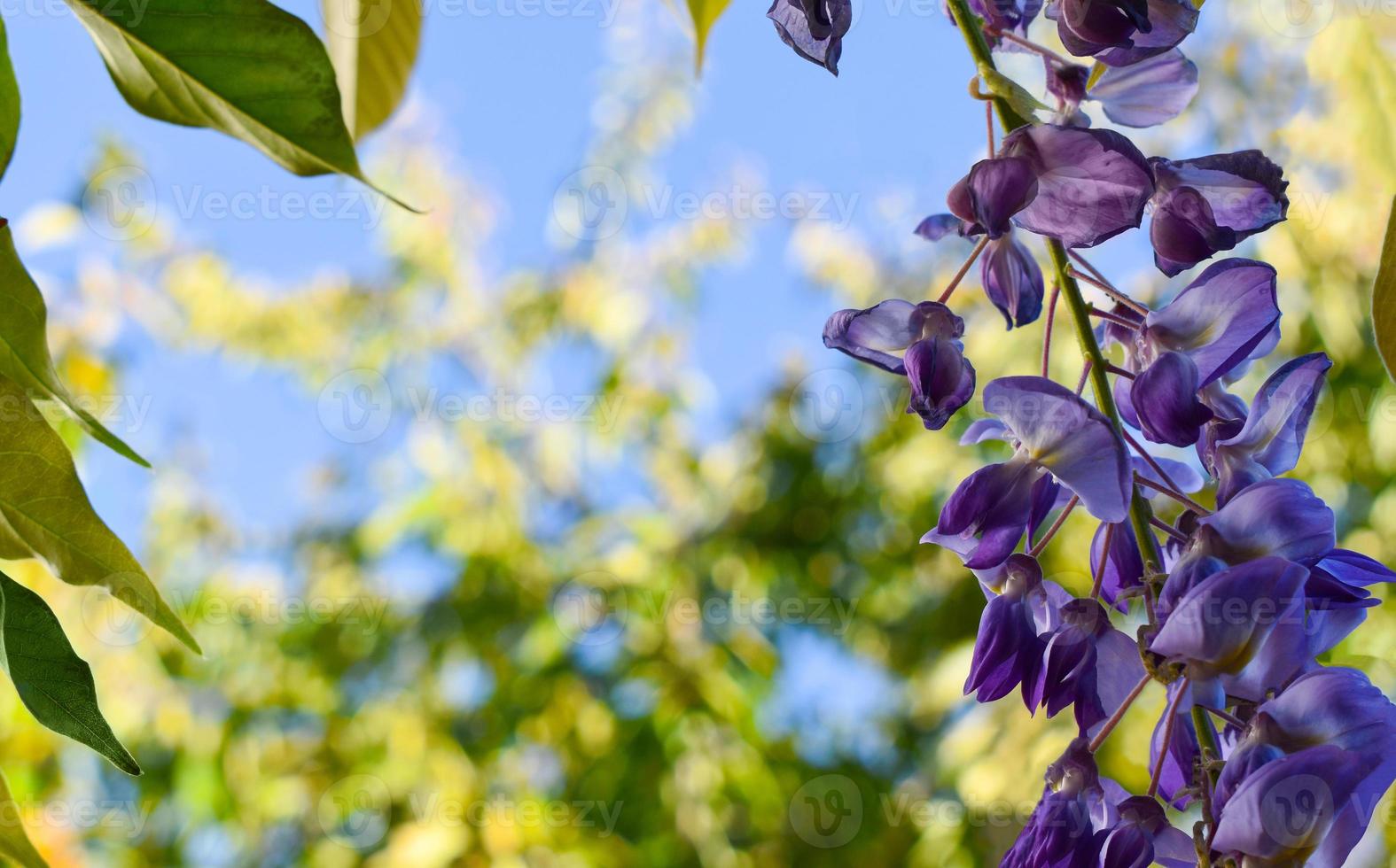 Blooming chinese wisteria close up at spring. photo
