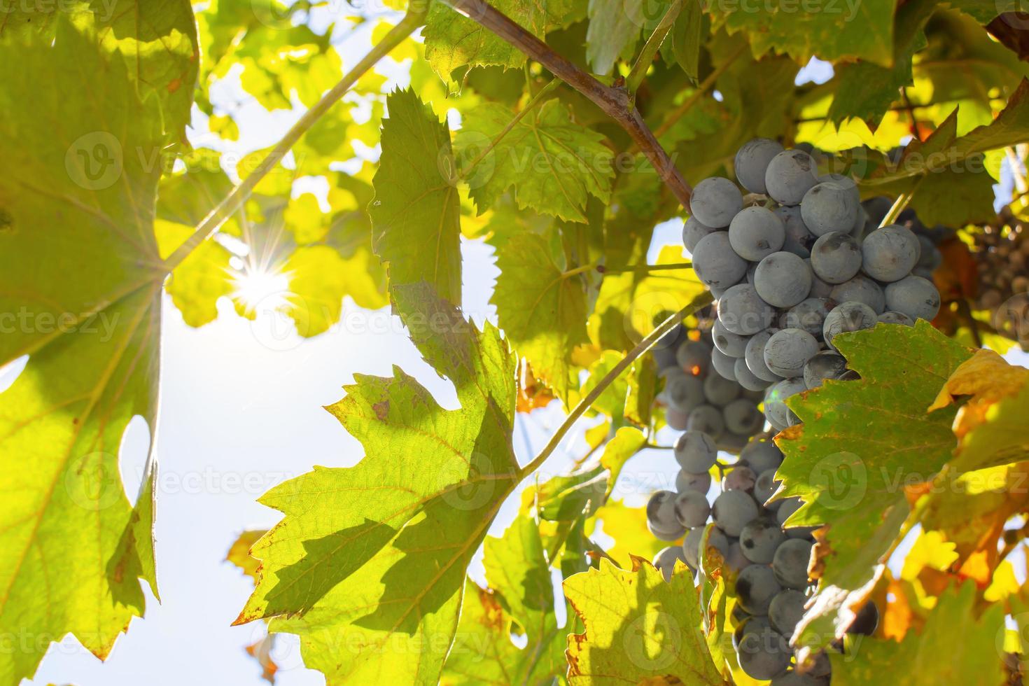 uvas azules en otoño bajo el sol. foto