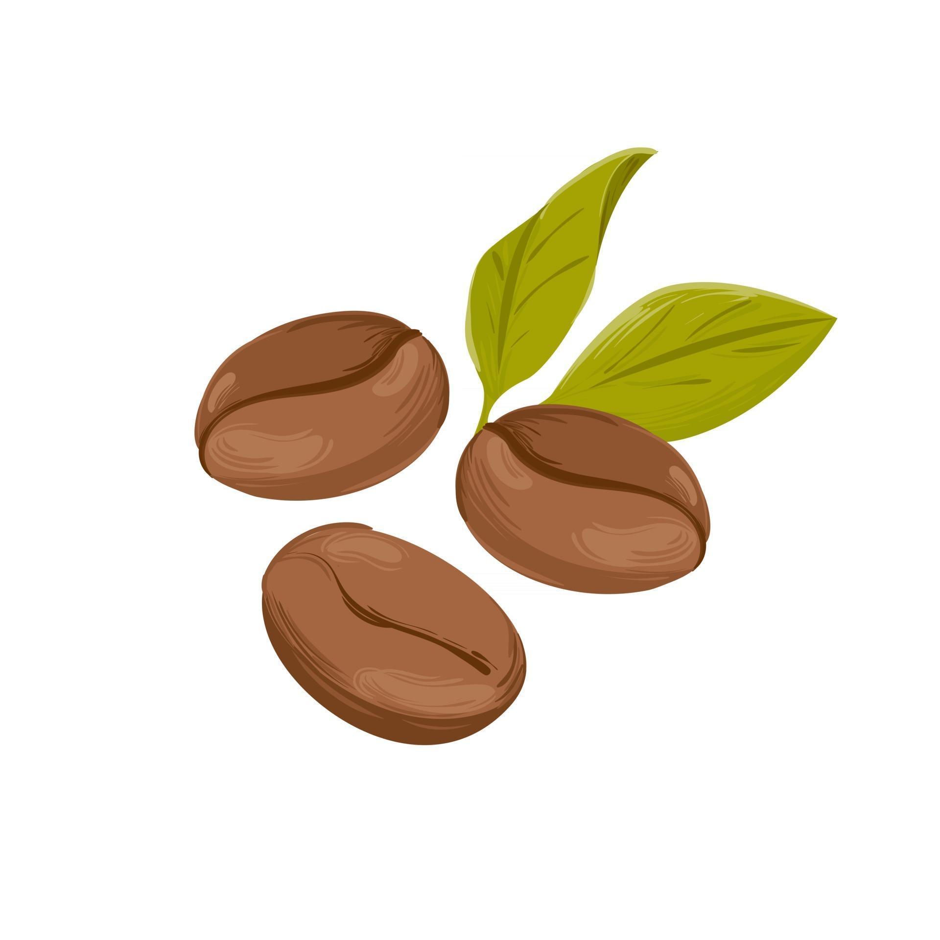 Roasted coffee beans and green leaf. Isolated hand drawn vector