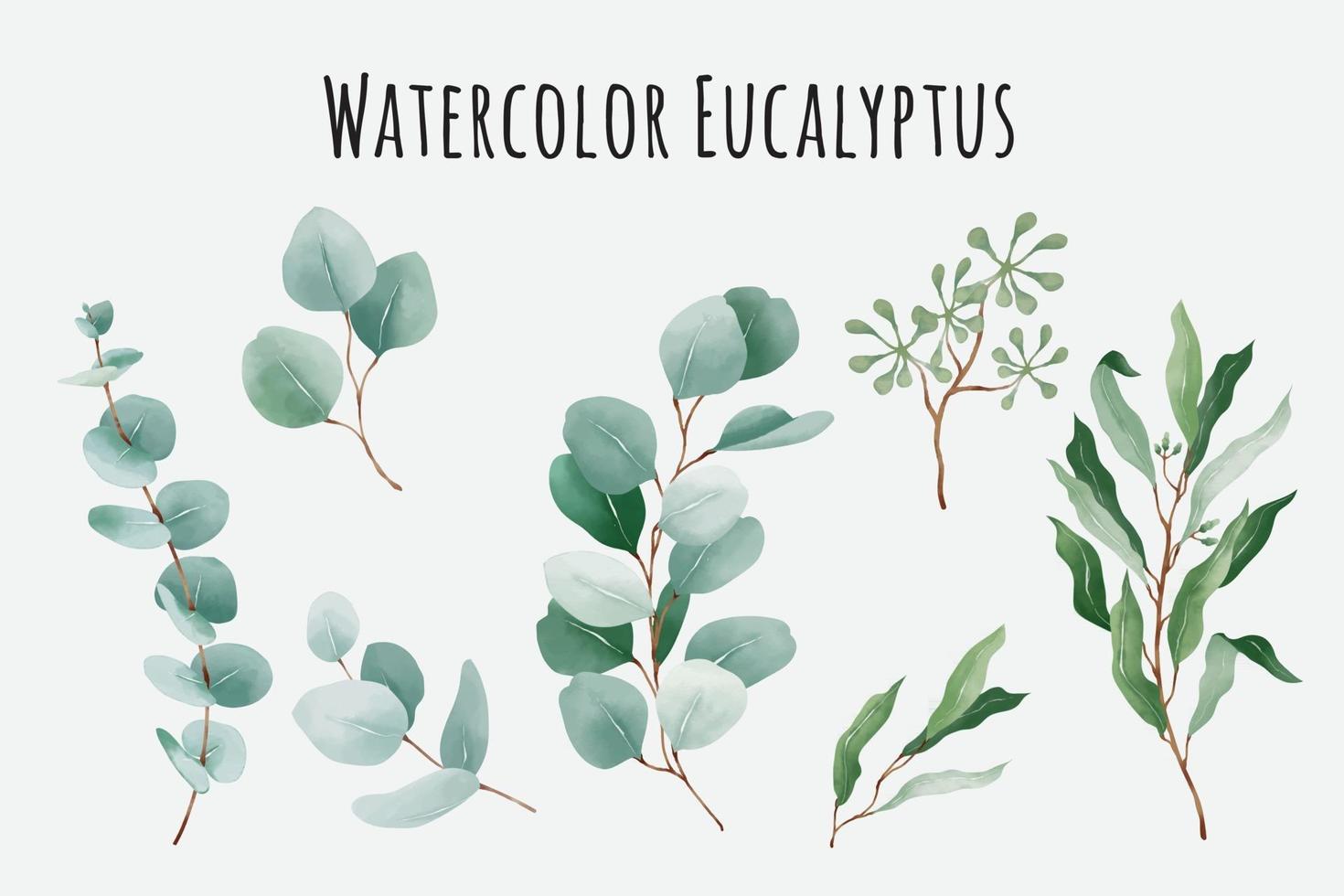 hojas de eucalipto acuarela vector