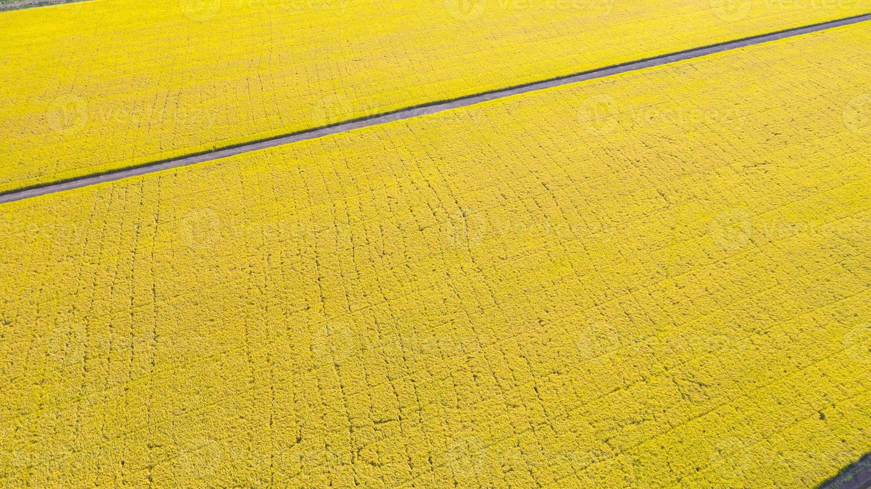 Aerial top view of yellow rice field from above photo