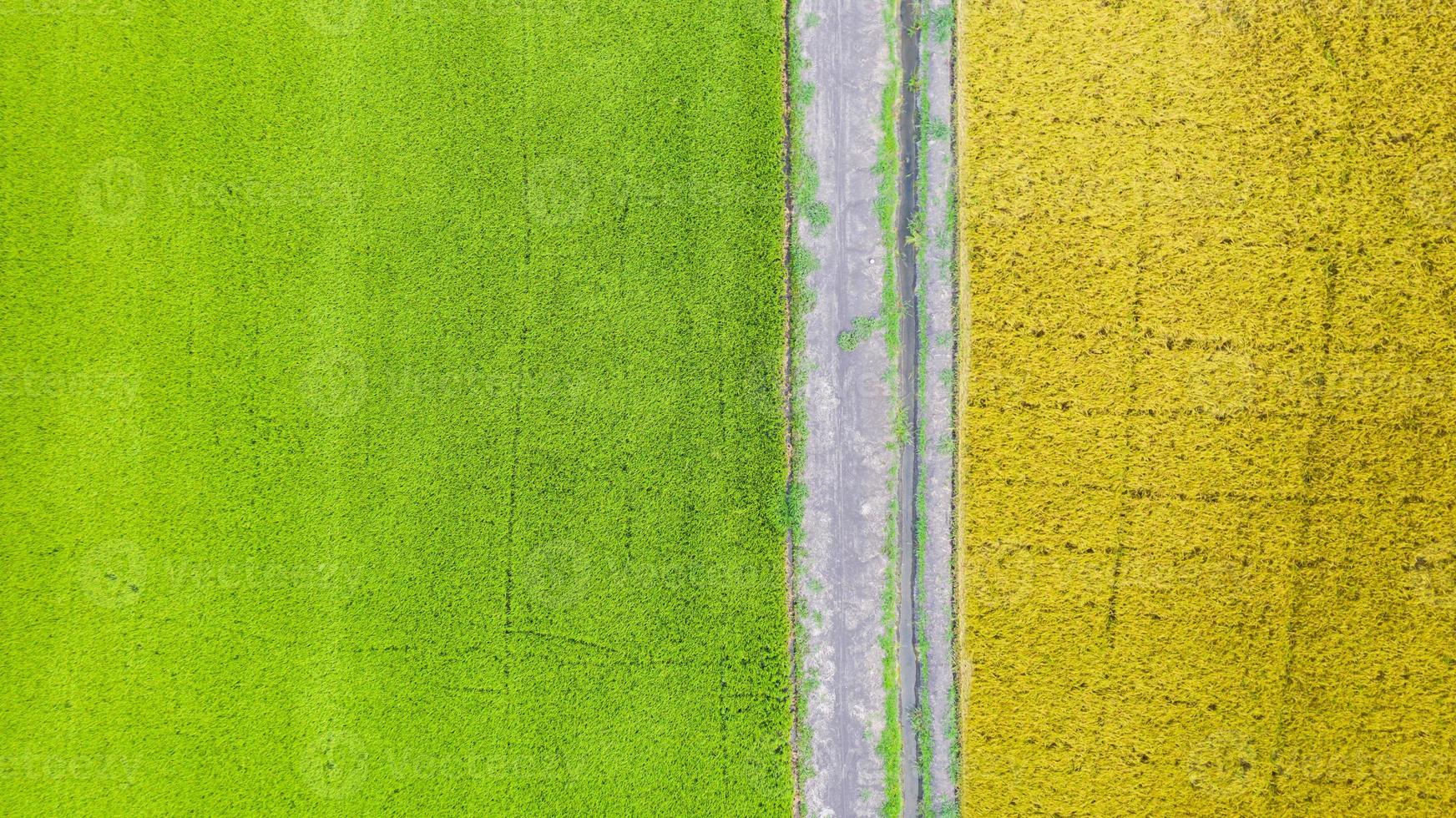 Vista aérea superior del campo de arroz verde y amarillo desde arriba foto