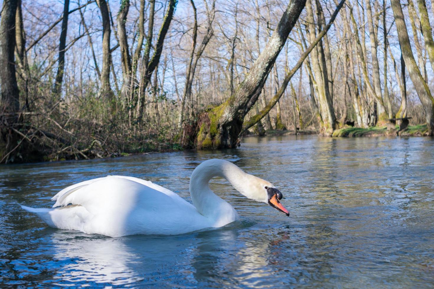 White swan swimming on lake at park photo