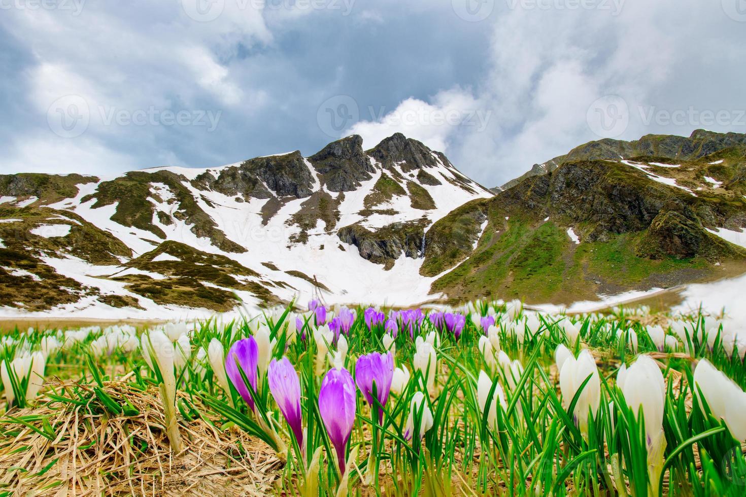 Crocus blooming on the Alps where the snow is retreating photo