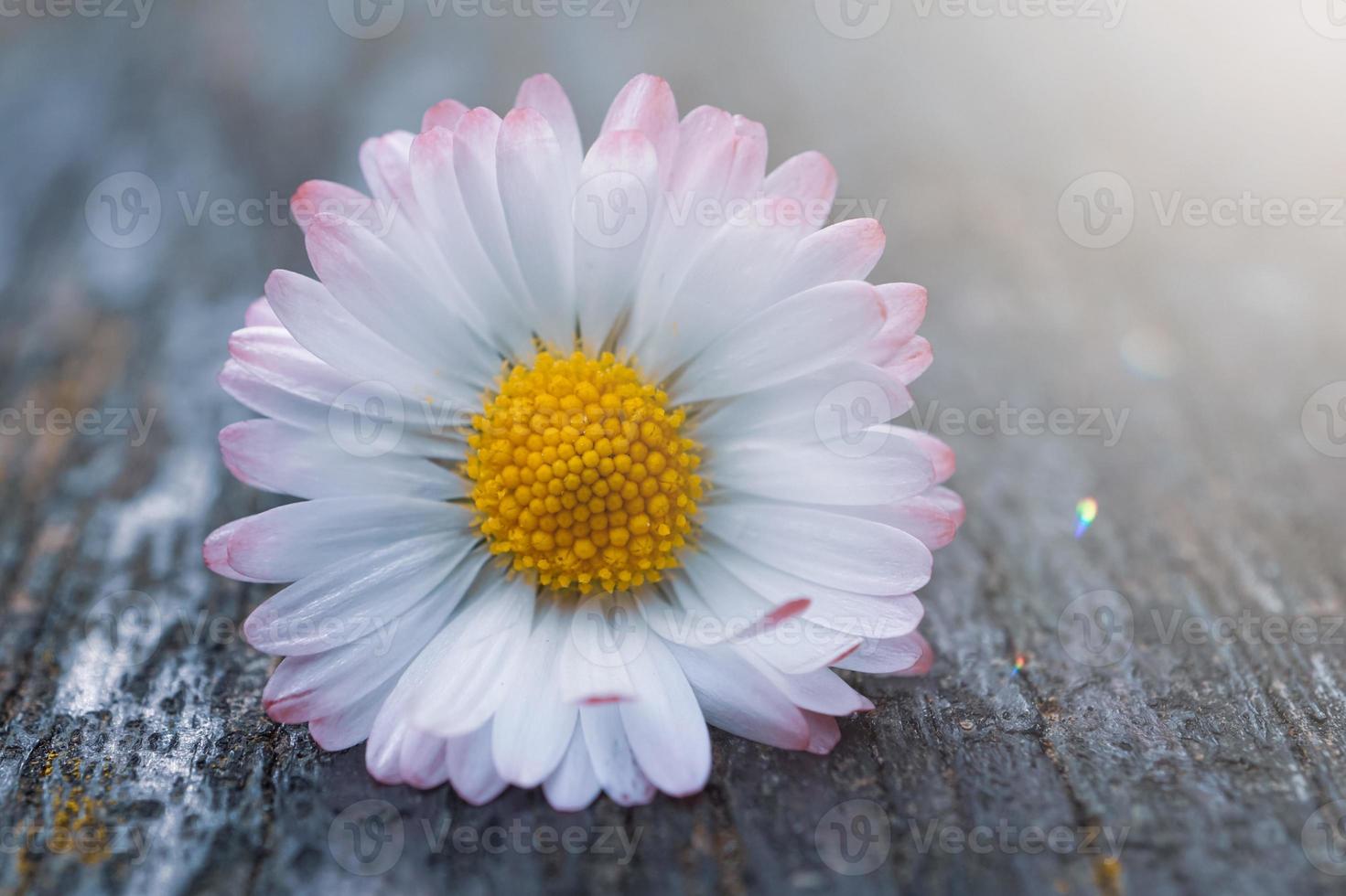 romantic daisy flower in spring season photo