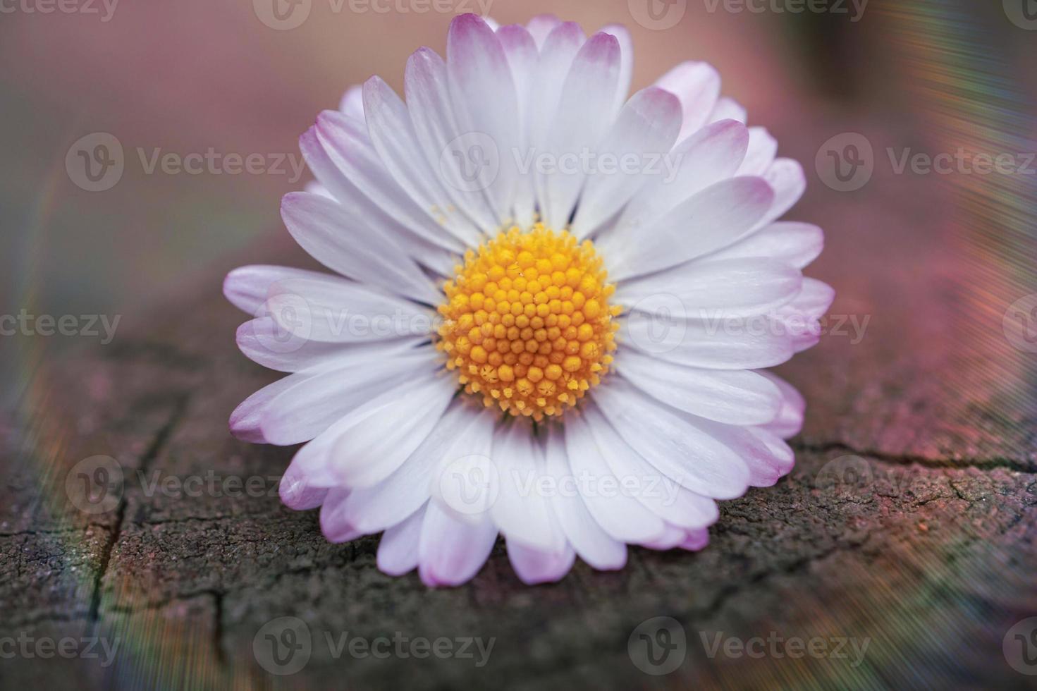 romantic daisy flower in spring season photo