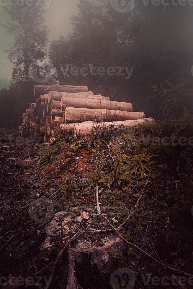 trees in the forest in autumn season photo