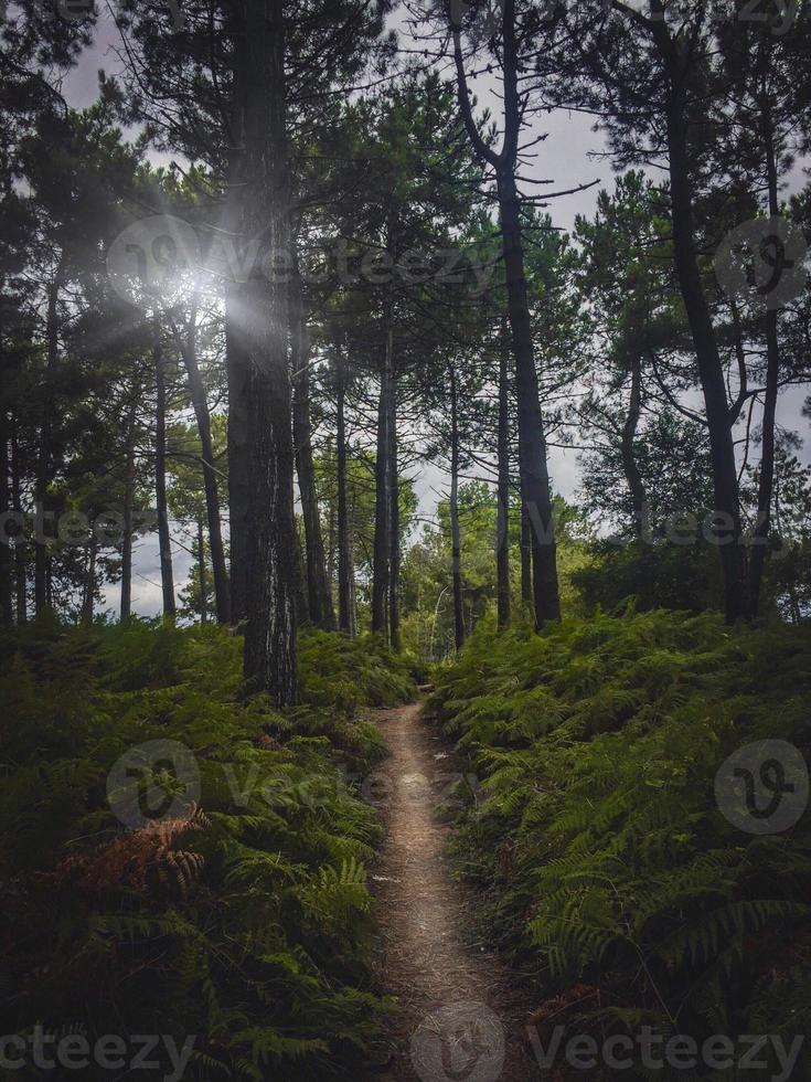 road in the mountain in springtime photo