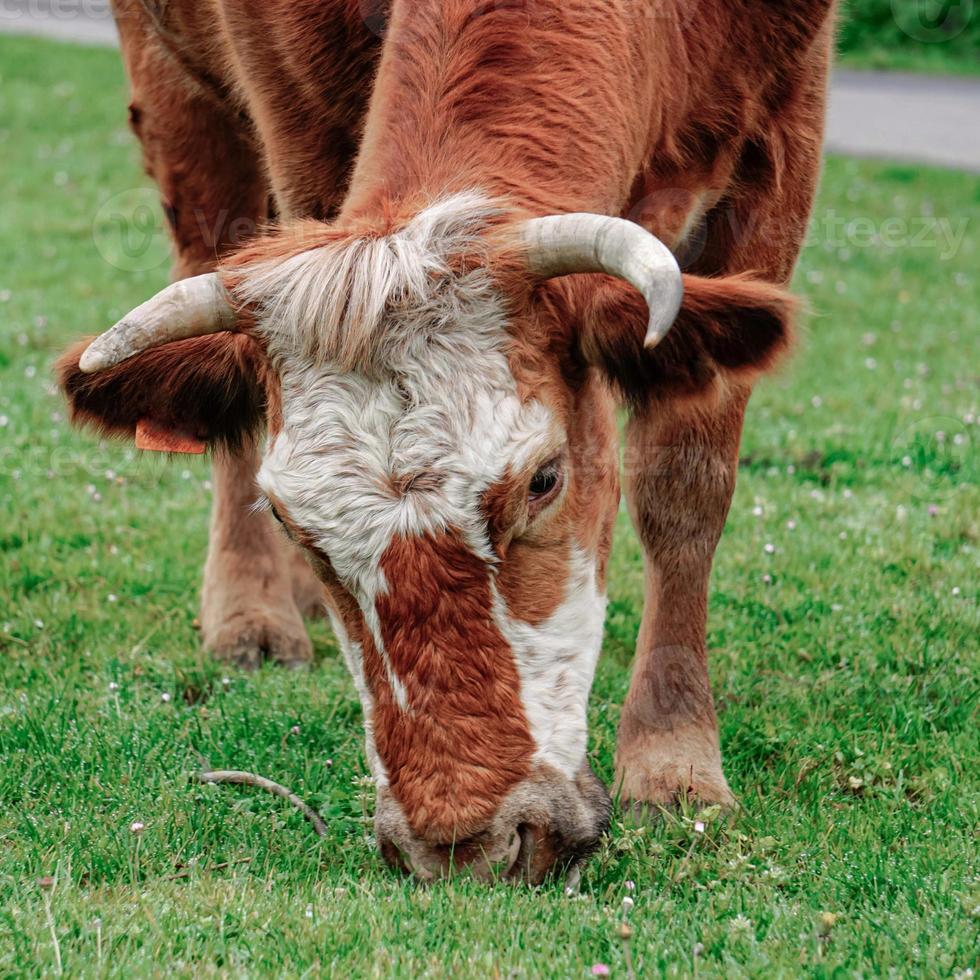 beautiful brown cow portrait in the meadow photo