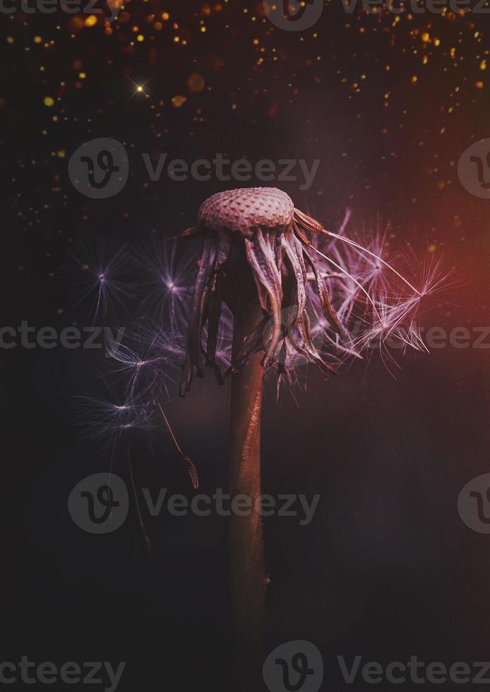 romantic dandelion seed in springtime photo