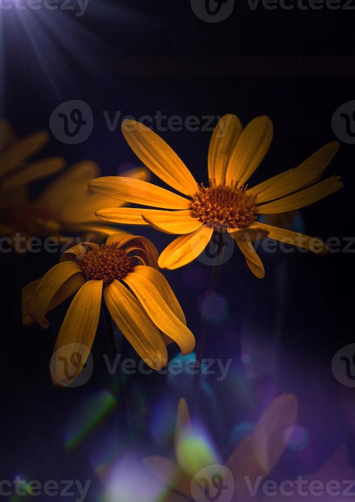 romantic yellow flower in spring season photo