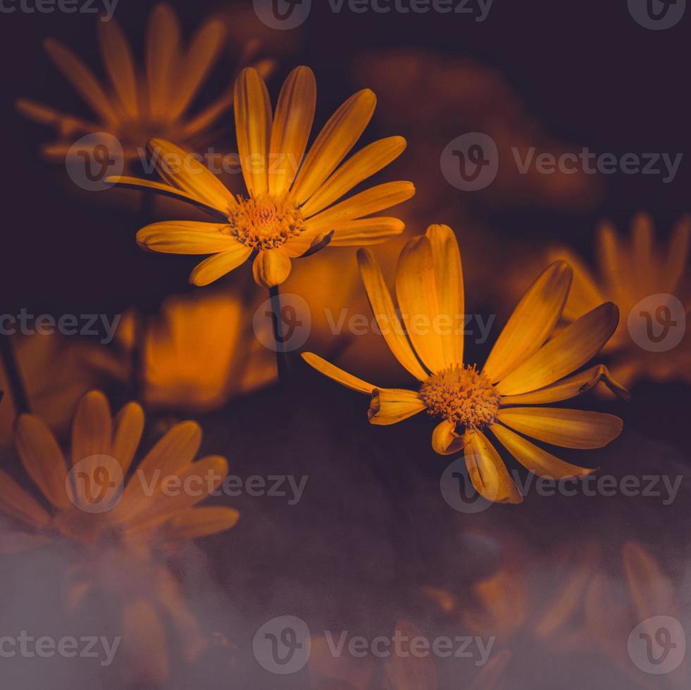 romantic yellow flower in spring season photo