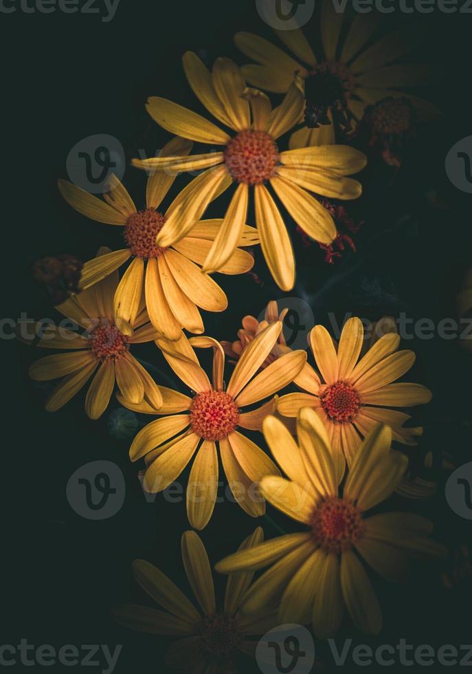 flor amarilla romántica en la temporada de primavera foto