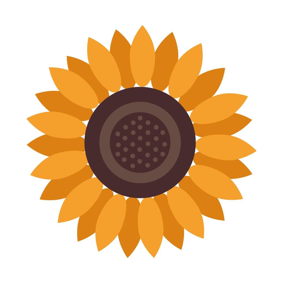 beautiful sunflower decoration isolated icon vector