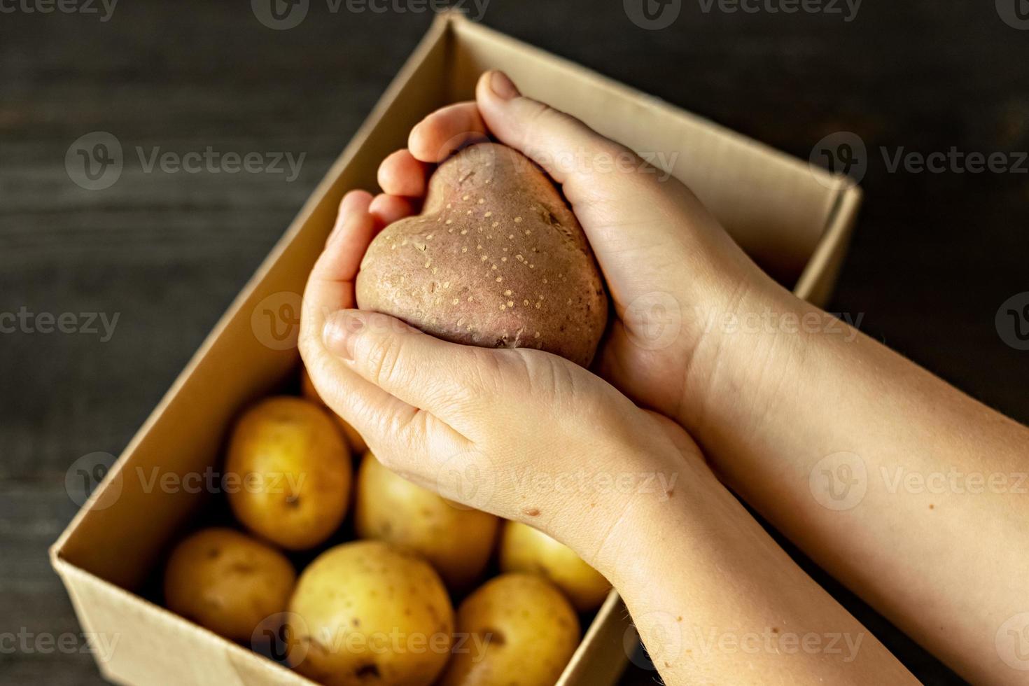 manos femeninas sosteniendo una patata vegetal fea en forma de corazón sobre una caja llena de patatas. comida cuadrada y fea. foto