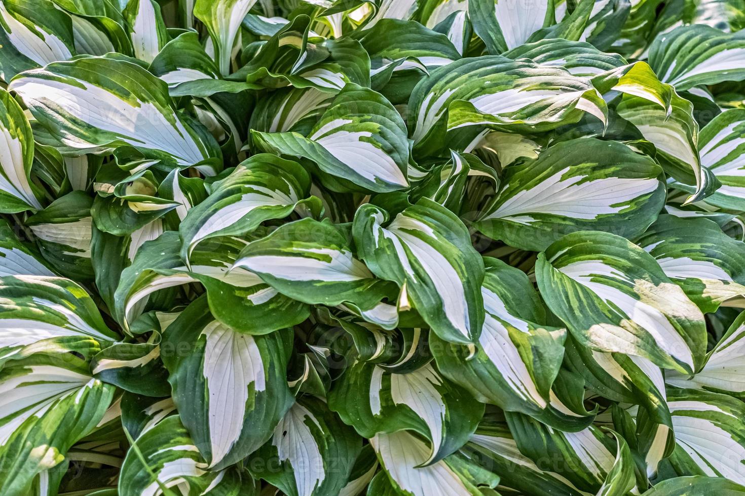 Fondo de las hojas de la planta hosta. foto