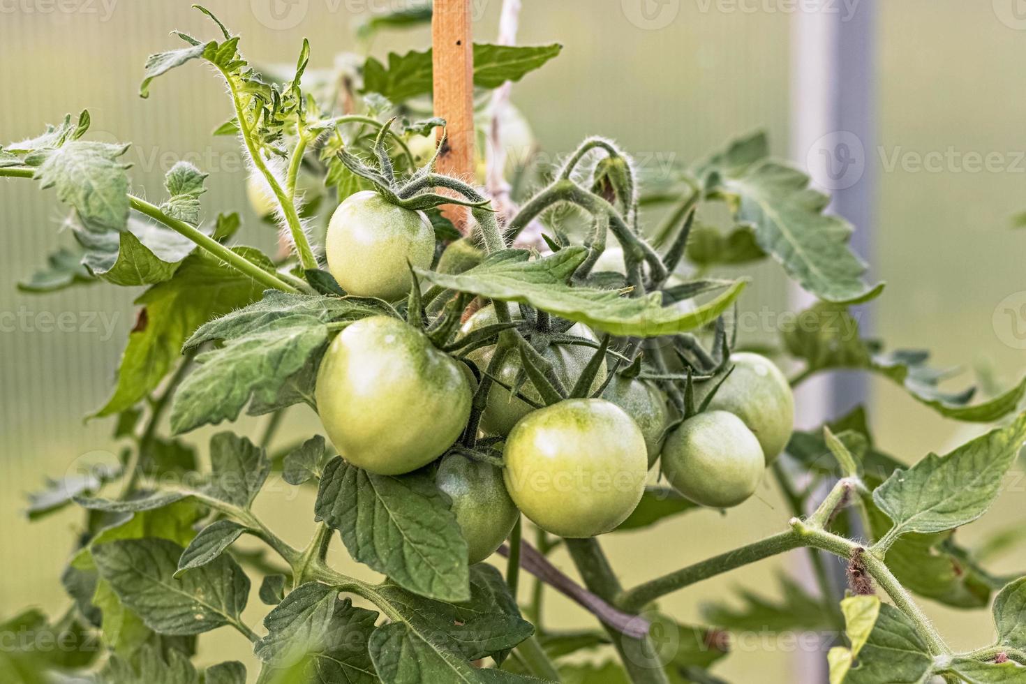 tomates verdes inmaduros cuelgan de una rama de arbusto en un invernadero. concepto de cosecha y jardinería. foto