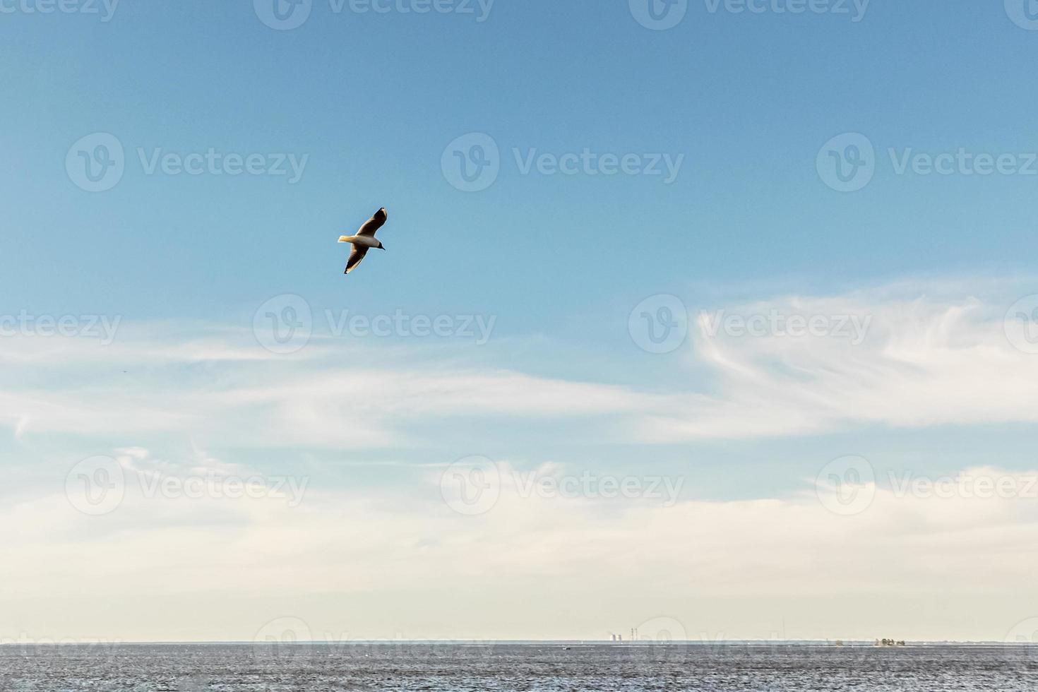 Gaviota volando sobre la superficie del agua del golfo de Finlandia con el telón de fondo de un cielo azul con nubes foto