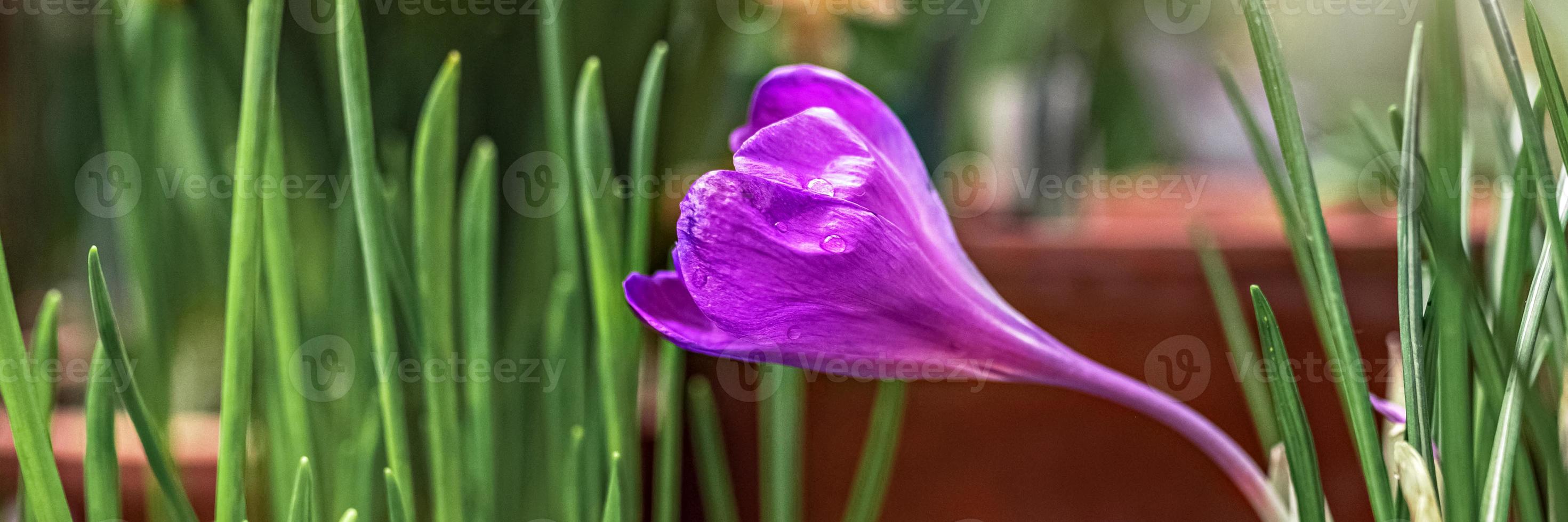 Purple crocus flower in a blooming spring garden.Banner. photo