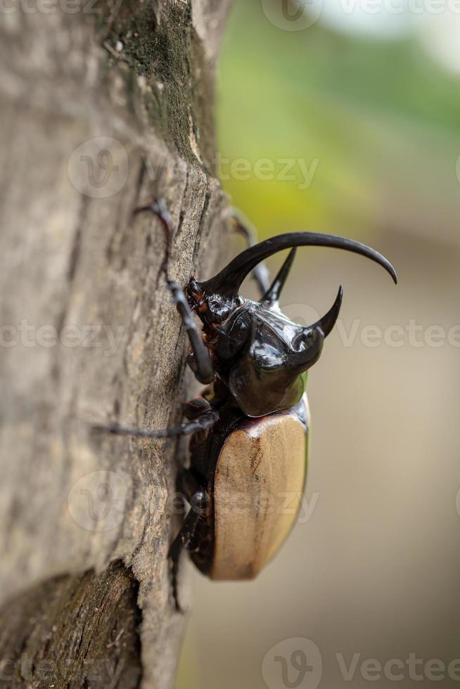 Yellow Five horned rhinoceros beetle In nature background photo