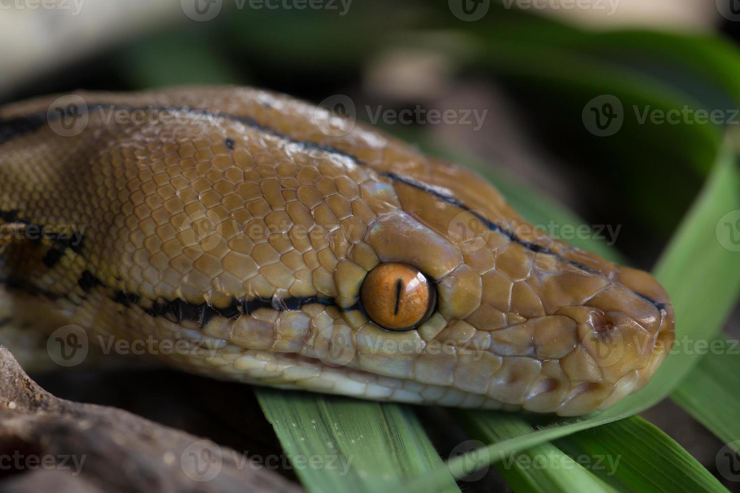 Retrato de boa boa constrictor serpiente en la rama de un árbol foto