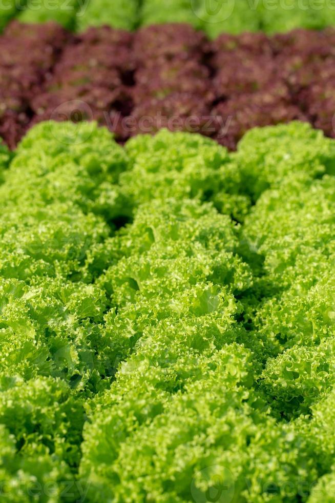 Fresh Frillice Iceberg lettuce leaves Salads vegetable hydroponics farm photo