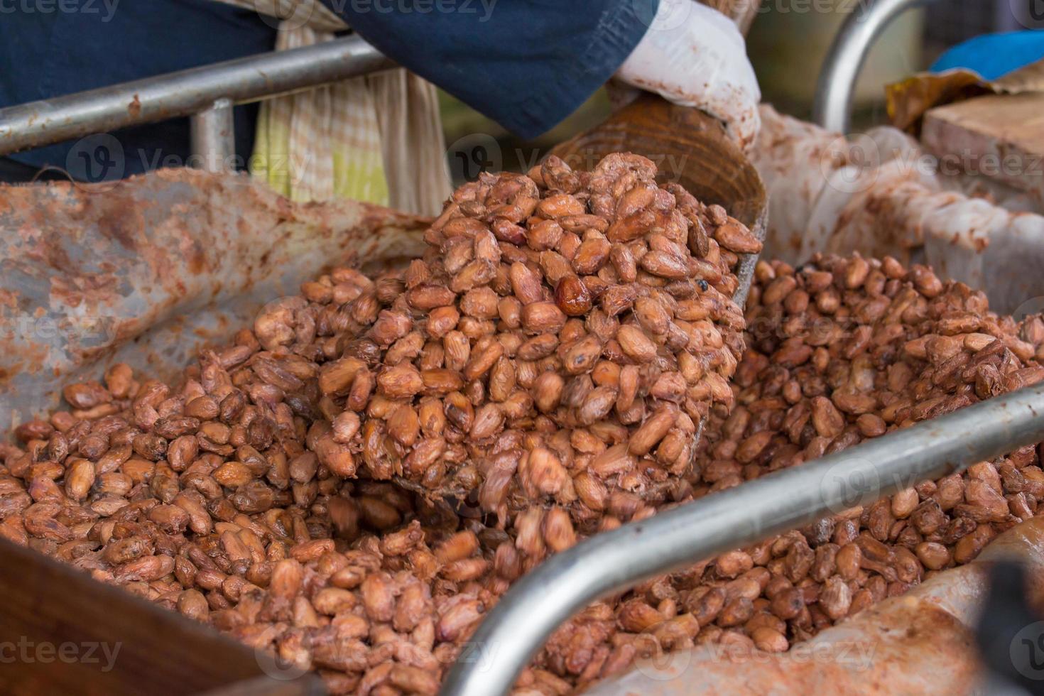 Granos de cacao frescos y fermentados en la caja de madera foto