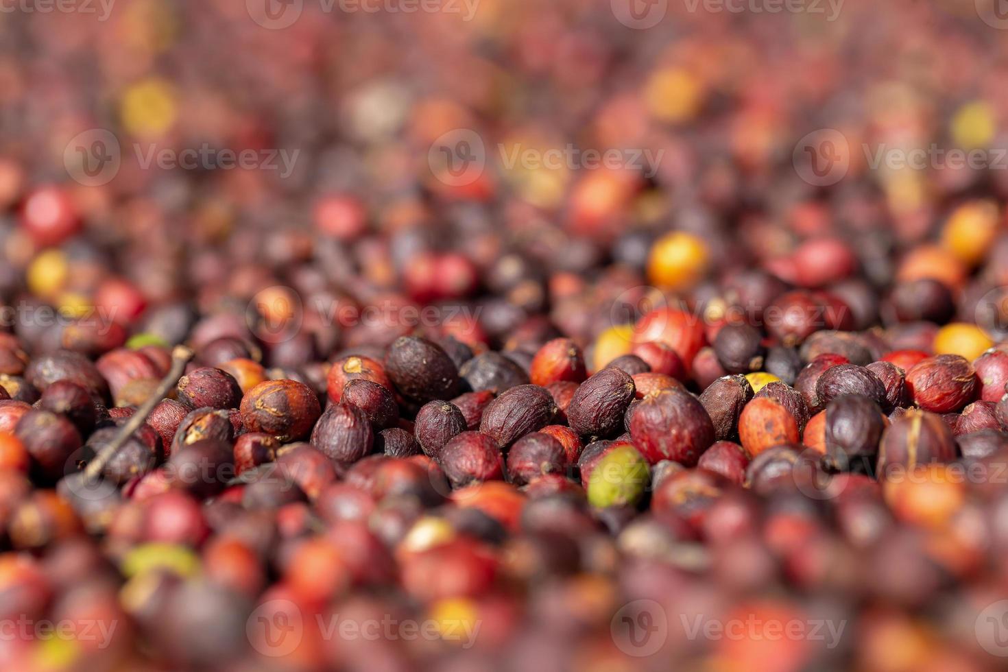 granos de café rojo arábica frescos bayas y proceso de secado foto