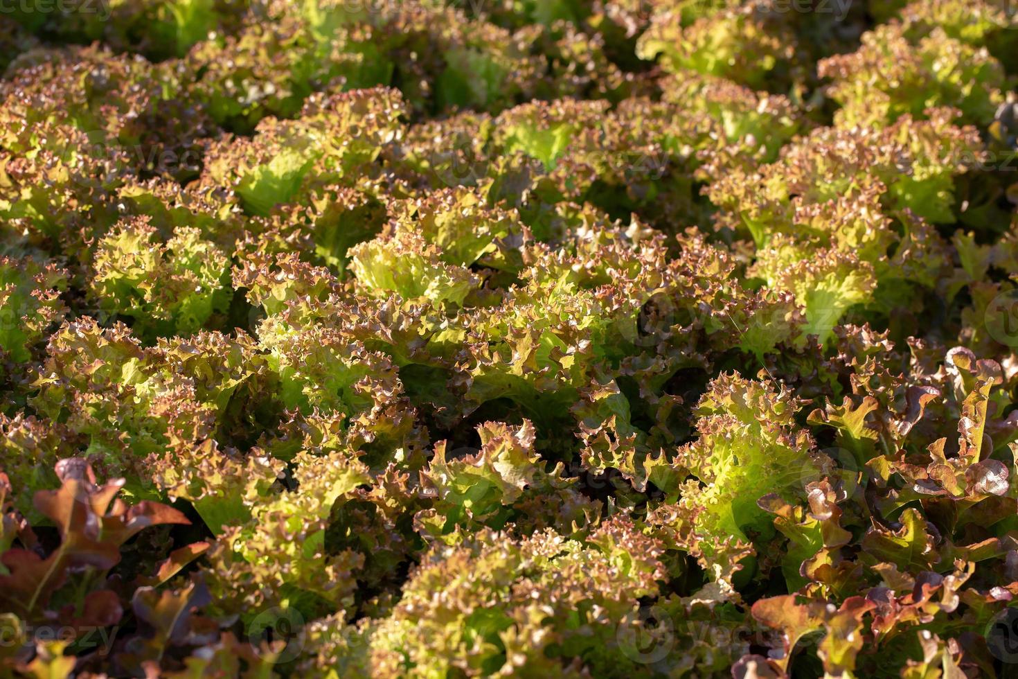 hojas de lechuga fresca ensaladas granja hidropónica vegetal foto