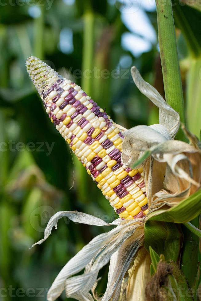 Maíz amarillo en hojas verdes en un campo agrícola foto