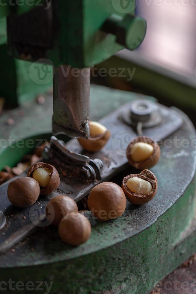 Shell cracker for cracking macadamia open macadamia nut photo