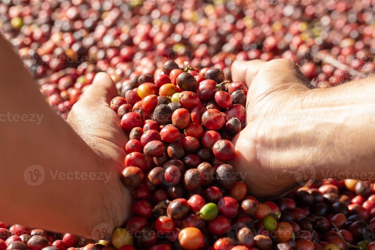 granos de café rojos bayas en la mano y proceso de secado foto