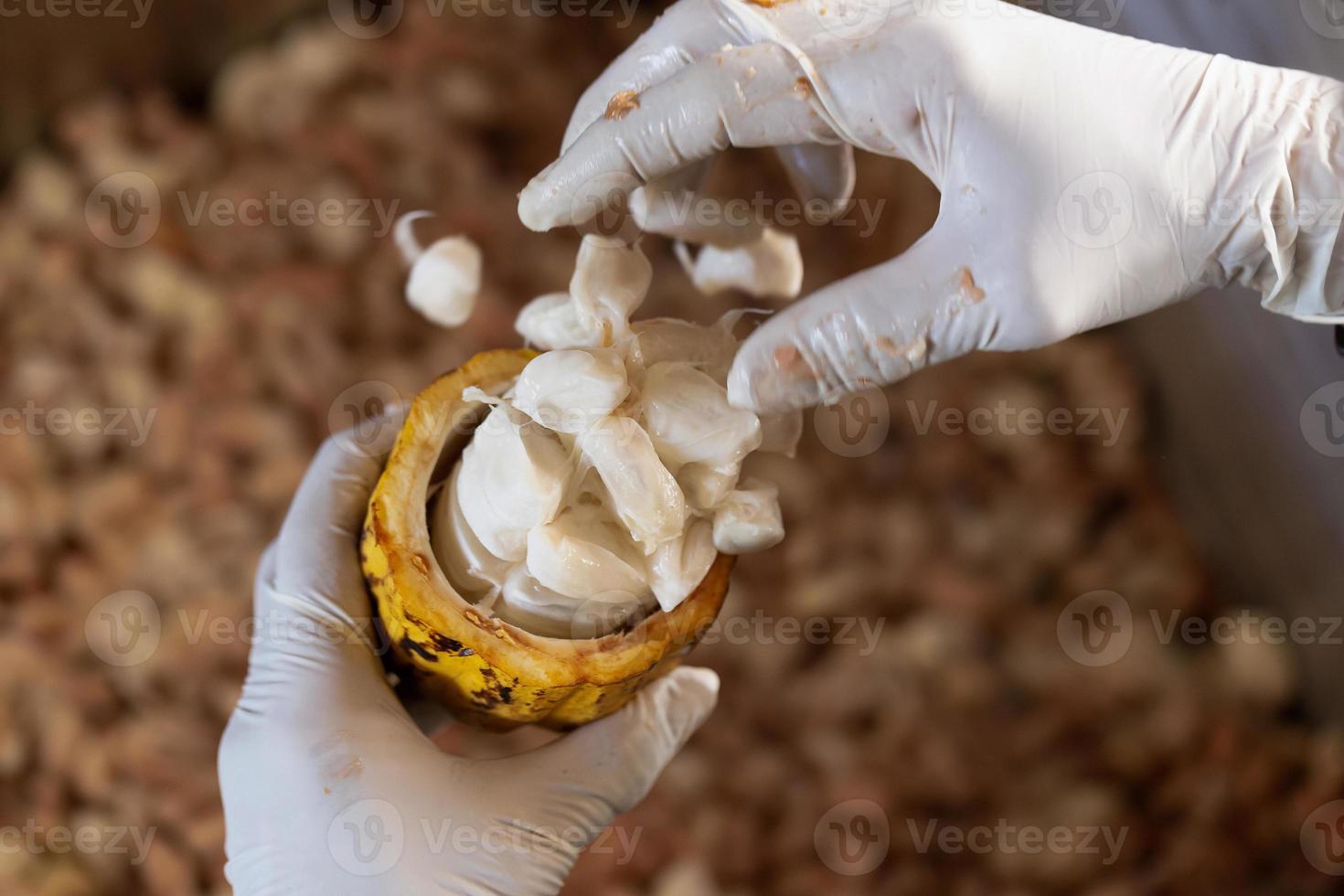 Hombre sujetando una fruta de cacao madura con frijoles dentro foto