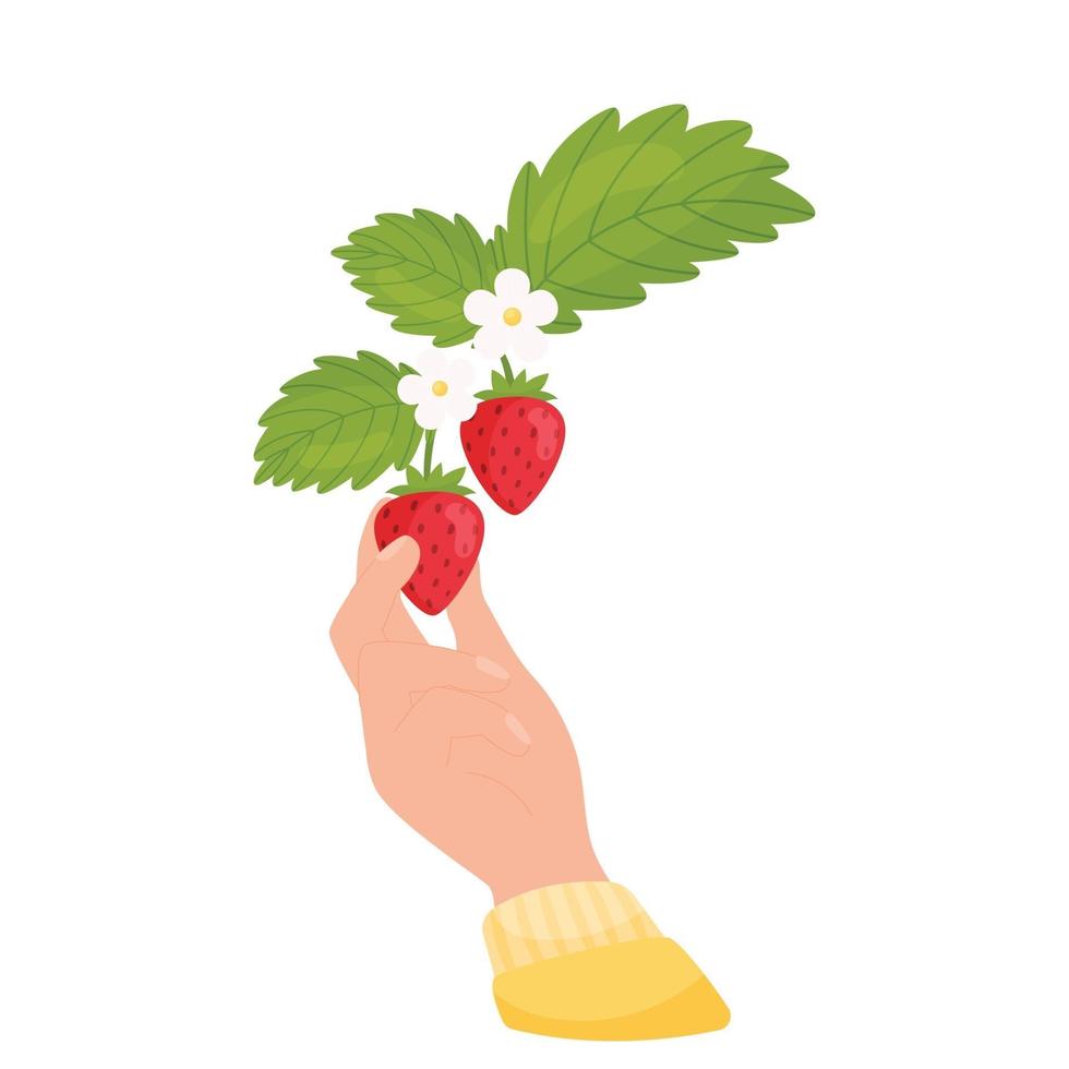 Female hand picks a strawberry. Blossom strawberry branch. Vector